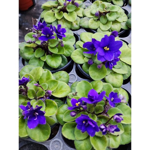 앙증맞은 행복, 미니 바이올렛 트윙클 블루로 시작하는 나만의 작은 정원