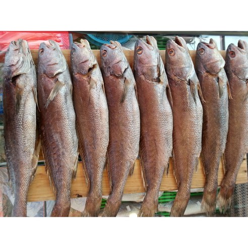 제수용생선 국산민어 35-36cm 생선맛집 싱싱수산, 2개