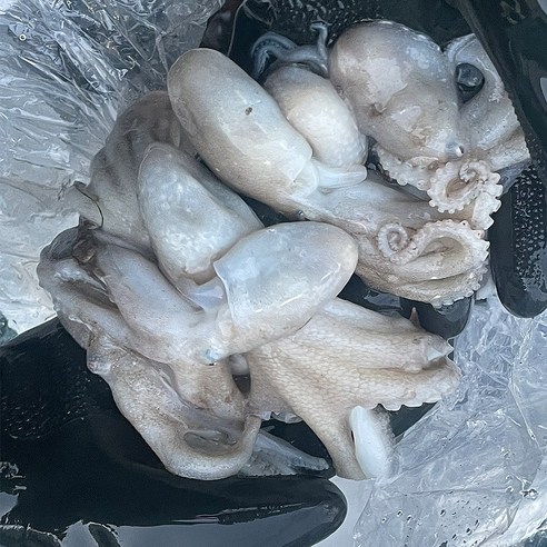 신선함과 풍미를 고스란히 담은 신선 제철 쭈꾸미의 참맛