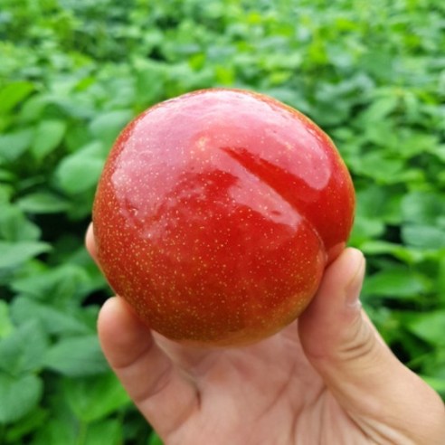 맛있는 국내산 자두, 노지 자두 중과 1kg / 22과 내외, 1세트