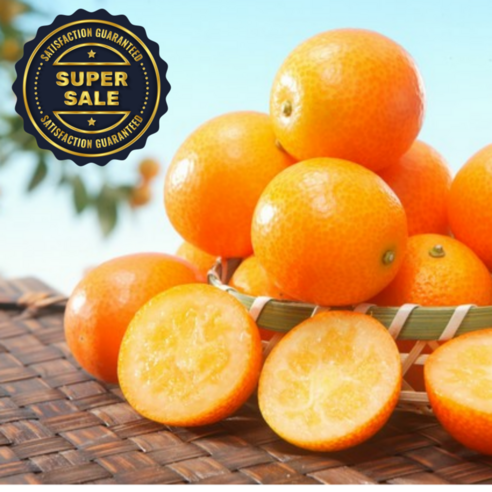 제주 금귤의 매력을 만나다: 몬나니마켓 새콤달콤 낑깡 금귤