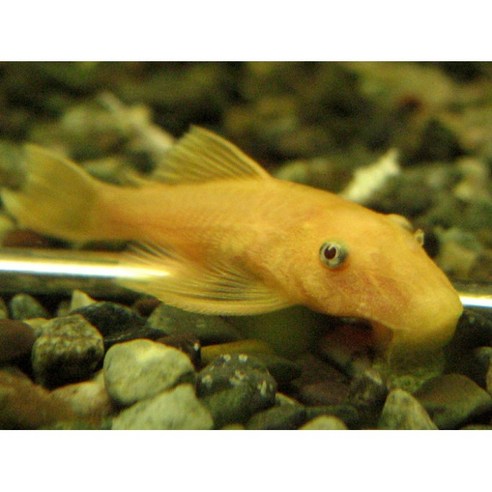 황금빛 갑옷을 입은 수조 속 작은 영웅, L-144 안시 숏핀 유어