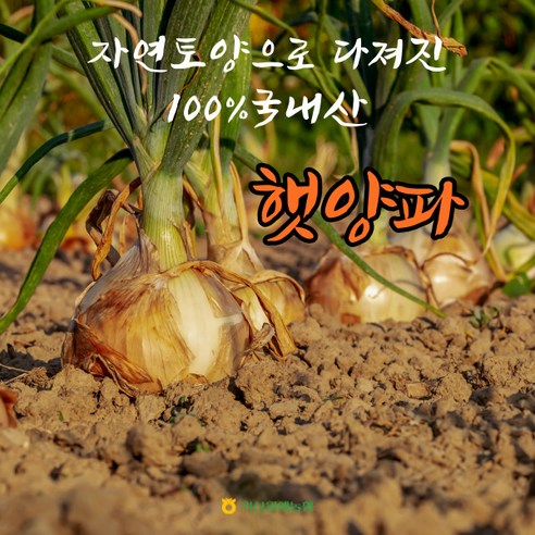 [익산원예농협] 2021년 수확! 햇양파 3 / 5 / 10kg(특), 1box, 10kg (특)
