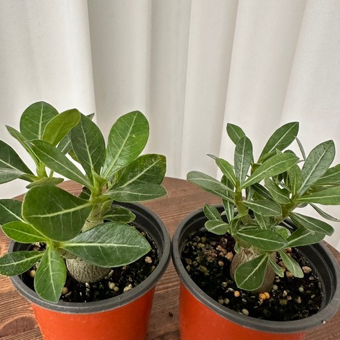 작지만 강력한 공기정화, 석화 미니바오밥나무 & 사막의 장미로 싱그러운 공간을!