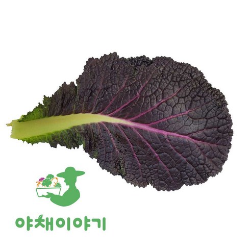 야채이야기 싱싱한 적겨자 500g 겨자잎 적겨자잎, 1개, 500g