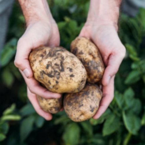 밥상 고민 끝! 믿고 먹는 햇감자, 두백 감자로 맛있는 식탁 완성! 두백감자