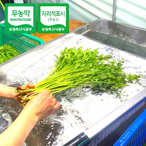 자연의 싱그러움을 담은 청도 한재 미나리로 건강한 식탁을!