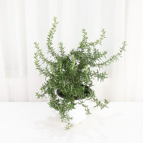 향긋한 힐링을 내 손안에, 갑조네 클리핑 로즈마리 중품으로 싱그러운 일상을! 클리핑로즈마리