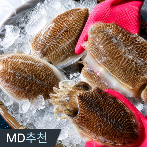 타임특가 삼시세끼연구소 쫀득한 횟감용 생물 갑오징어 특대 국내산, 1박스, 1kg