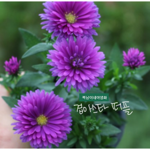 겹아스타 [4포트] 퍼플 (복남이네 야생화 모종 아스터 aster) - 꽃모종 | 쿠팡