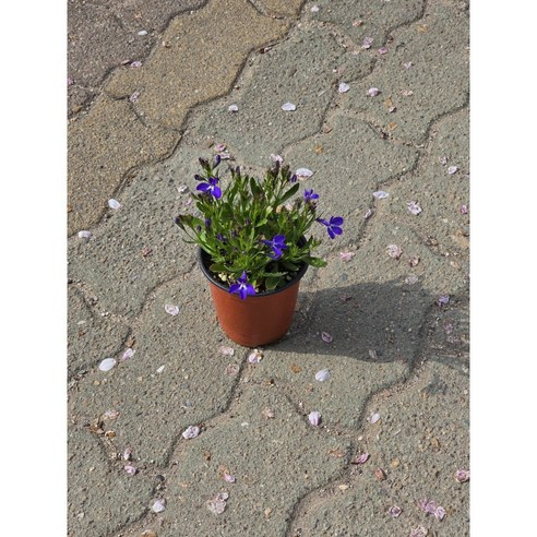 칙칙한 방구석에 생기를 불어넣는 마법, 로벨리아 코발트블루!