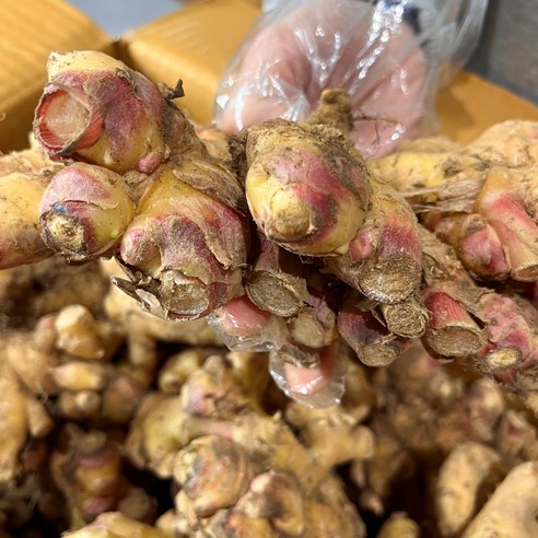 햇생강 안동 서산 봉동 생강 제철 흙생강 10kg 5kg 3kg 2kg 1kg 500g, 1개 햇생강 안동 서산 봉동 생강 제철 흙생강 10kg 5kg 3kg 2kg 1kg 500g, 1개