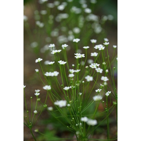 애기봄맞이 씨앗으로 삭막한 일상에 유럽 감성을 더하세요