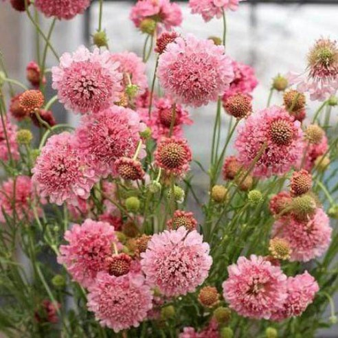 꽃무리농원 [어린모종]스카비오사(솔체꽃)-퀴스살몬핑크