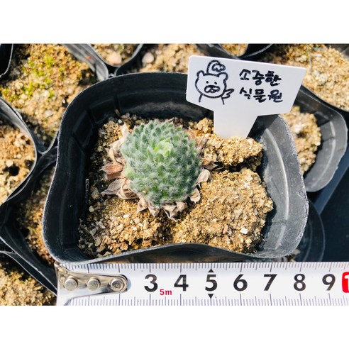 평창 5포트 충전기로 엉킨 선 없이 깔끔하게, 모든 기기를 한 번에 충전하세요!