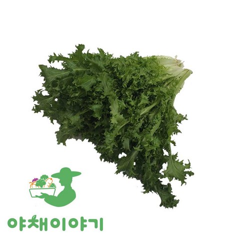 야채이야기 싱싱한 치커리 2kg (1.8kg - 2kg), 2kg, 1박스