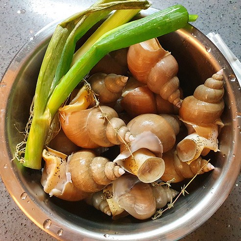 [공영농수산] 동해안 골뱅이 제철 백골뱅이 백고동 1kg, 20개, 대 1Kg