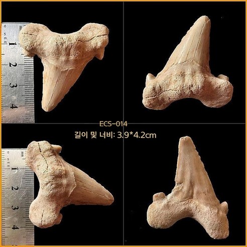 고대 상어 메갈로돈 이빨 화석 실물 표본 전시 수집용 해양 화석, ECS-014 (아크릴박스 포함)