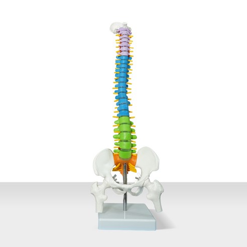 카르빈 척추모형 요추 경추 45cm, 1개