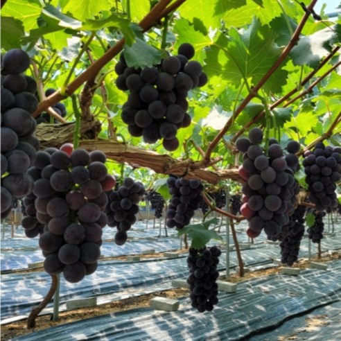 입안 가득 달콤함, 스윗쿡 거봉 포도!