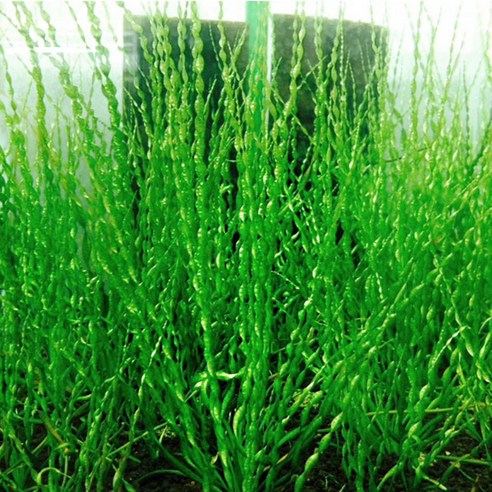 부레옥잠 에키노도루스 베시비우스(1촉) – 후경수초 풍성한수경 빠른성장 Best Top5 부레옥잠 에키노도루스 베시비우스(1촉) – 후경수초 풍성한수경 빠른성장 Best Top5