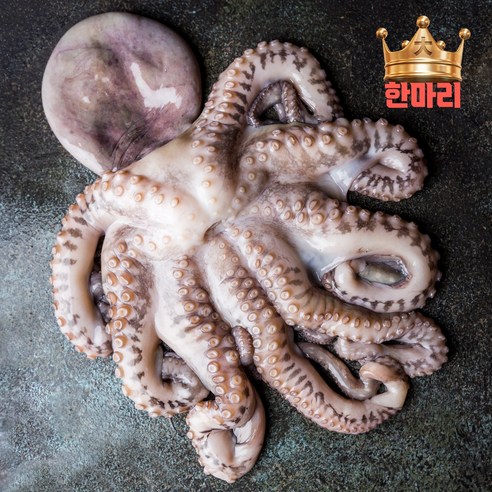 한마리 문어 대왕 사이즈 새벽에 잡은 통영 돌문어 산지직송, 1개, 2kg (한마리)