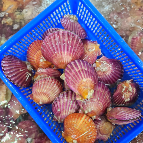 통영 앞바다의 싱그러움을 담은 제철 비단 홍 가리비의 황홀경