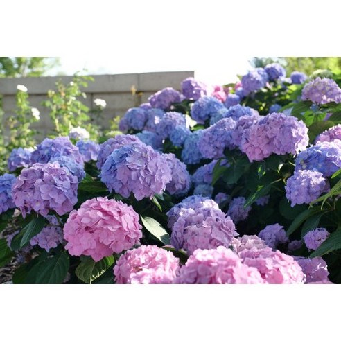 춤추는 듯 아름다운 수국, 렛츠댄스 캔두 스카이뷰 아리바 P13을 만나다 렛츠댄스수국