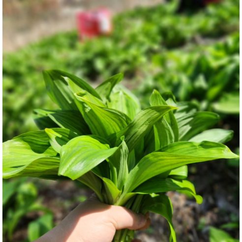 [귀한나물] 강원도 울릉도종 산마늘 명이나물, 1박스, 2kg