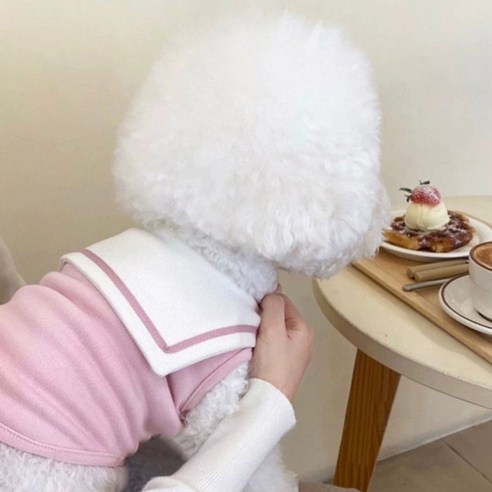 세련된 세라로 장식된 강아지용 기념일 원피스