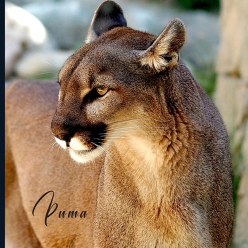 Puma: Full Color Photo Book - Wildlife Animal Pictures - Africa Safari Paperback, Independently Published, English, 9798584131609