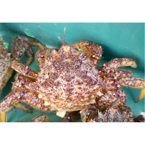 자연산 남해 고성 활 제철털게 왕밤송이게 특대 사이즈 1kg 4미 대 사이즈 1kg 6~7미 찜용 간장게장용, 대 사이즈 1kg(6미~7미)