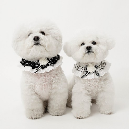 산책 후 털 말리는 전쟁, 바사바사 케이프로 뽀송하게 끝내세요!