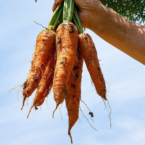 야채삼촌의 신선하고 영양가 있는 당근: 다양한 크기와 수량으로 요리에 활용하기 완벽한 재료
