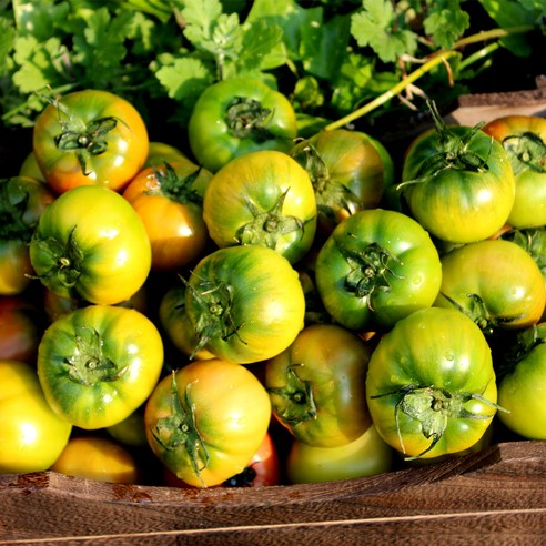 짭짤한 행복, 당도선별 대저토마토 짤짭이