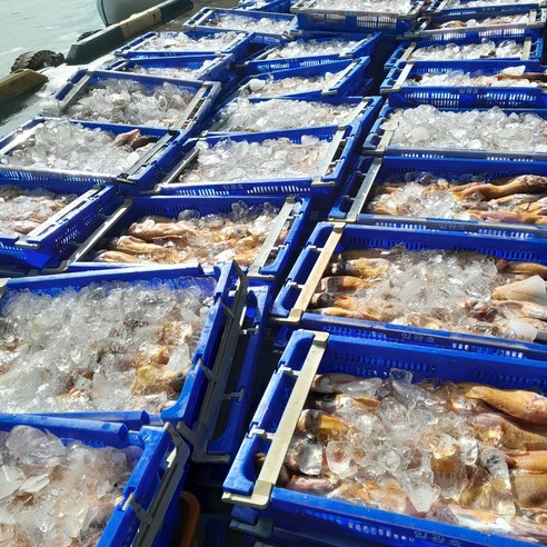 풍부한 단백질과 풍미의 신선한 반건조 볼락 뽈락