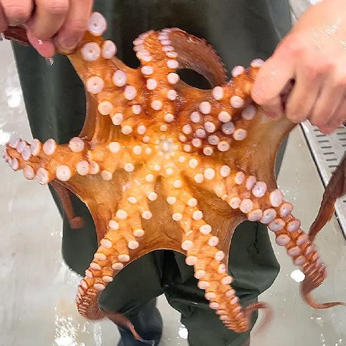 [추석명절] 통영 최상급 자연산 문어 돌문어 제구용문어 1kg 1.5kg, 일반 돌문어 1kg(1-3미), 1개
