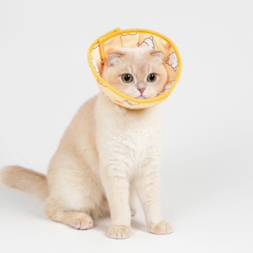 반려동물을 안전하게 보호하는 필수 아이템