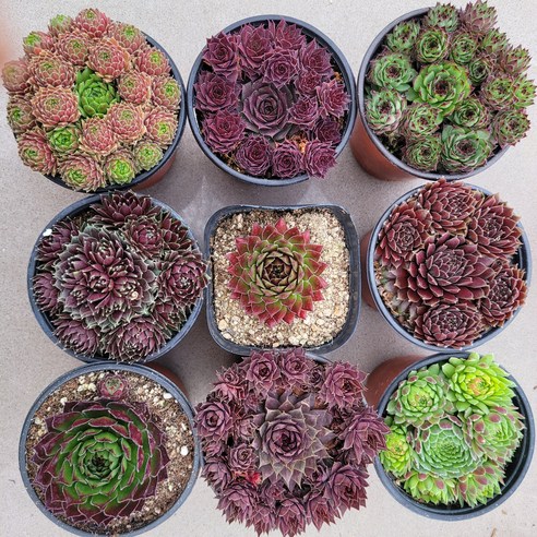 바위솔 정원으로 얻는 작지만 확실한 행복