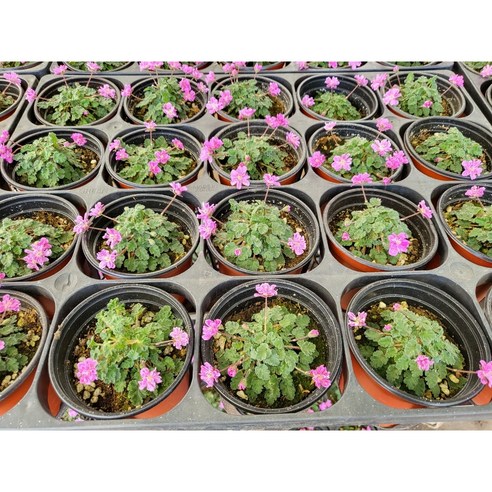 삭막한 베란다에 핑크빛 설렘을, 풍로초 노지월동 모종