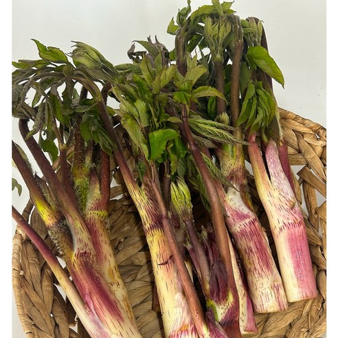 국내산 땅두릅 봄나물 산나물 독활 두릅, 1개, 2kg