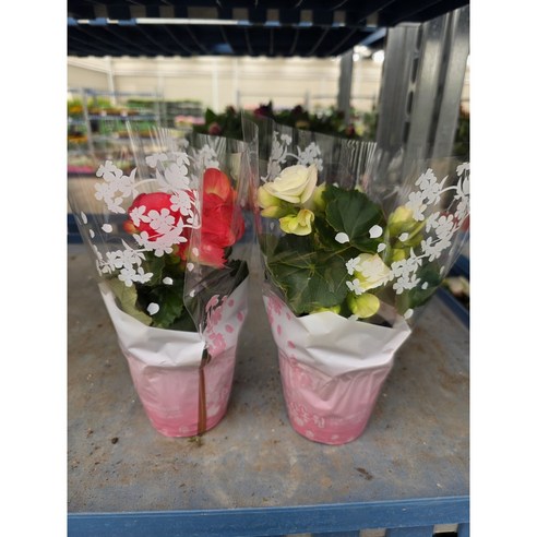 시들지 않는 아름다움, 장미 베고니아로 집안 분위기를 확 바꿔보세요 장미베고니아