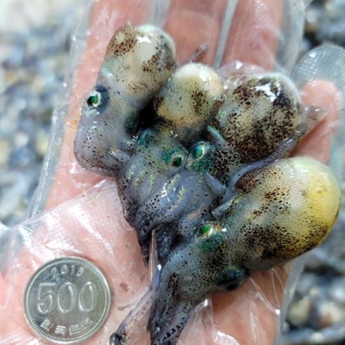 서해안의 깊은 풍미를 담은 별미, 급냉 귀꼴뚜기와 귀오징어의 만찬 귀꼴뚜기