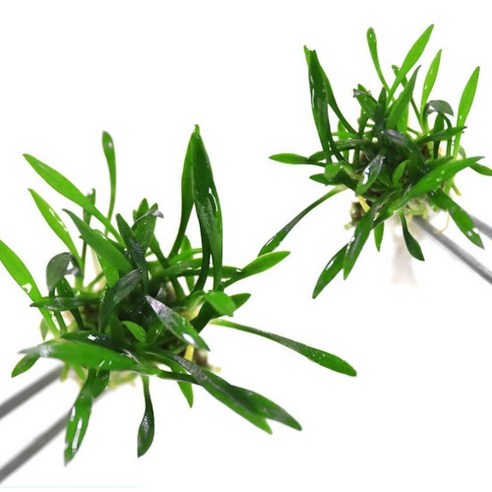 휑한 어항, 생기 넘치는 수초 어항으로! 크립토코리네 팔바로 손쉽게 바꾸는 마법 크립토코리네