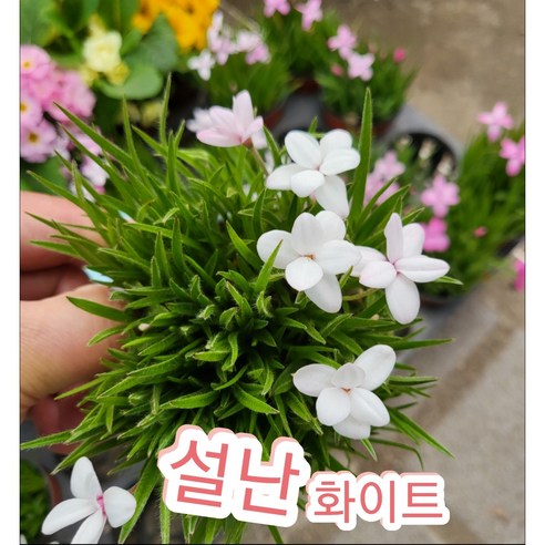 설난 화이트/설란 향이 더 진해요, 1개