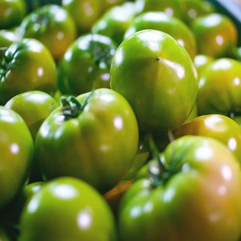 "아삭, 톡!" 입안 가득 터지는 행복! 짭짤이 대저 토마토, 왜 다들 열광할까? 대저토마토2.5kg