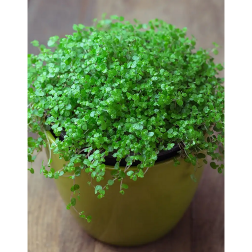 천사의 눈물: 공기를 정화하는 귀여운 새싹