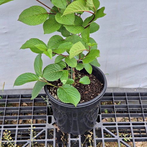 똥손도 금손 만드는 마법, 설구화 묘목 키우기