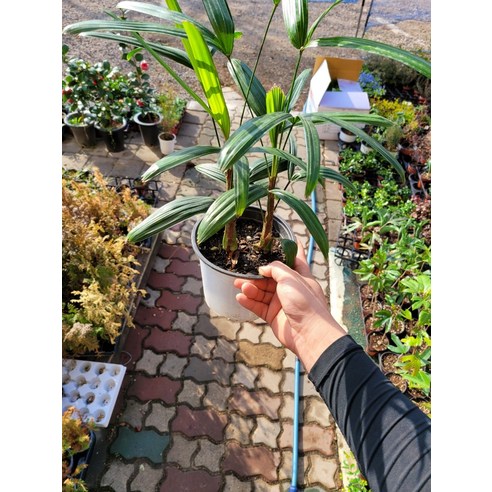 7900 관음죽 중품 30~50cm, 1개
