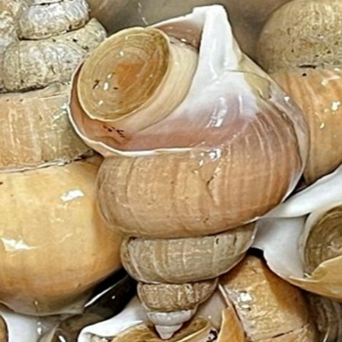 포항 꼬들이 백고동 당일조업 생물 자숙 급냉 소 중대믹스 1kg, 1박스, 급냉 백고동 소 1kg